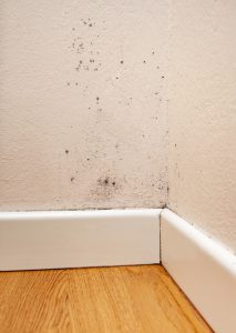 Black spot mould